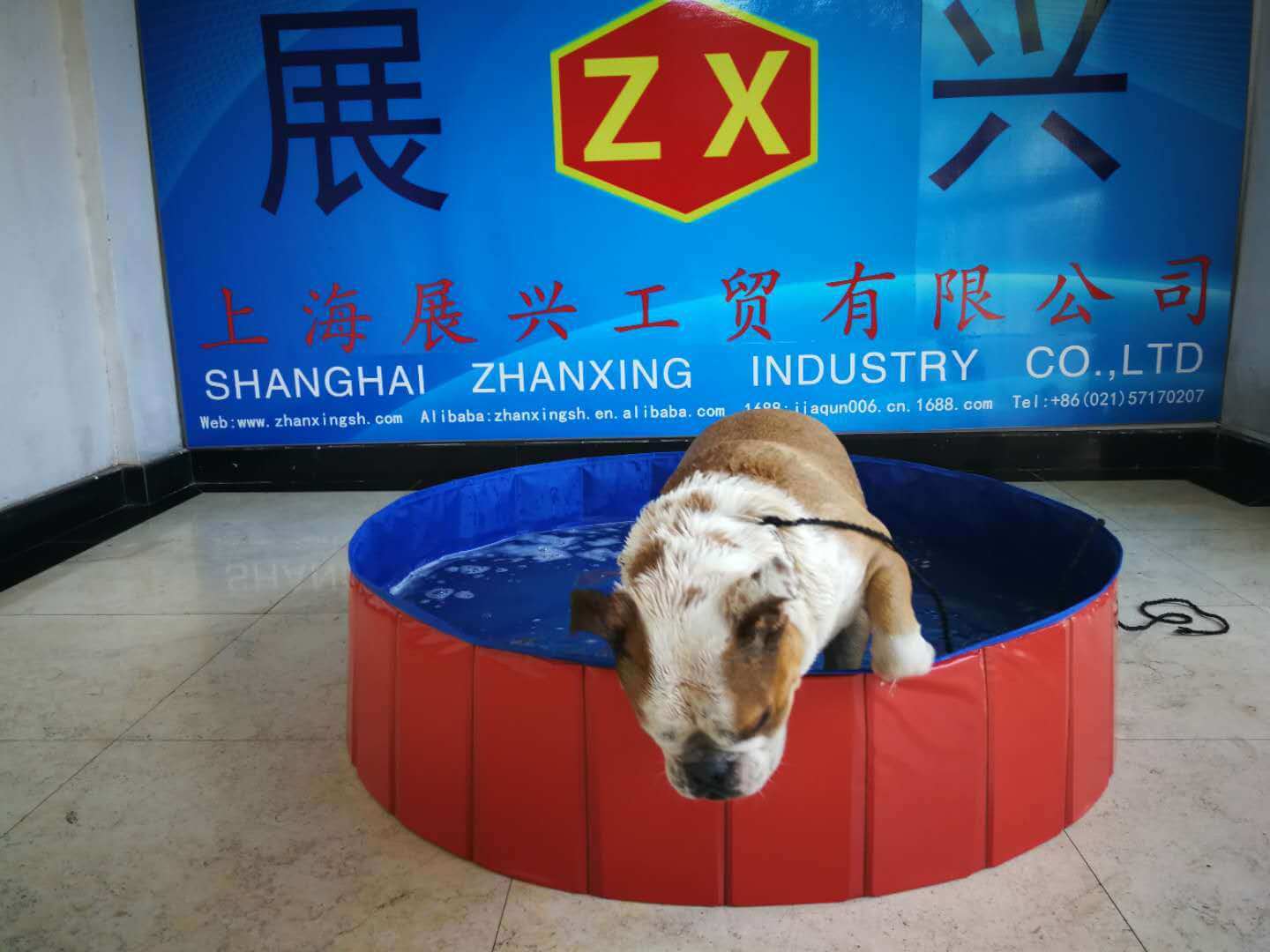 Foldable dog pool set up outdoors with a golden retriever inside